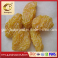 High Quality Dried Pear Halves